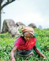 May tea output rises 2.9% YoY19