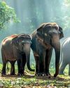Prince William's heart beats for Sri Lankan elephants3