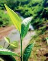 Tea auction wraps first half with firmer demand17