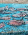 A Silent Struggle For Manta And Devil Rays48