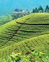 Tight supply lifts tea prices at auction this week13