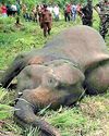 Human-Elephant conflict claims 44 pachyderms, ten people Human-Elephant conflict claims 44 pachyderms, ten people2