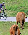 Cows stop Tour de France Cows stop Tour de France37