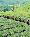 SL’s plantation sector sounds alarm over 30% US tariff SL’s plantation sector sounds alarm over 30% US tariff28