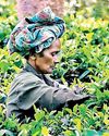 Tea auction sees selective buying this week as volumes shrink Tea auction sees selective buying this week as volumes shrink18