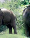 Wild elephant "Kandalame Hedakaraya"3