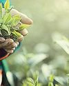 Tea auction records select gains but quality remains flat16