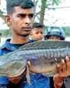 FIGHT FOR THE LAKES: SRI LANKA'S WAR ON INVASIVE FISH BEGINS14
