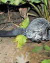 A BACKYARD BIODIVERSITY BREAKTHROUGH IN RAMBUKPITIYA Daily Mirror - Sri Lanka