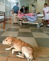STRAY DOGS TAKE OVER KARAPITIYA HOSPITAL, POSING SERIOUS HEALTH RISK4