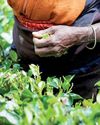 Sri Lanka's 400 MnKg tea target overambitious, says industry veteran Sri Lanka's 400 MnKg tea target overambitious, says industry veteran19