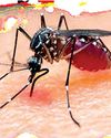 Is threat of Malaria spread looming? Daily Mirror - Sri Lanka