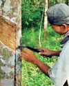 SL risks US$ 24mn rubber exports under EU deforestation rules: IPS SL risks US$ 24mn rubber exports under EU deforestation rules: IPS18