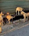Street dog population in Sri Lanka rises to over 2 million: Animal Welfare Association Street dog population in Sri Lanka rises to over 2 million: Animal Welfare Association3