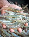 SL unveils digital platform to transform shrimp farming industry SL unveils digital platform to transform shrimp farming industry32