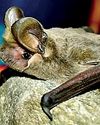 Two rare bat species found for the first time Two rare bat species found for the first time7