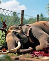 JUMBO DEATHS CONTINUE WILD ELEPHANT ELECTROCUTED3