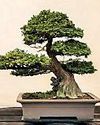 Daily Mirror - Sri Lanka