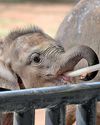 TRANSFORM CARE FOR ORPHANED ELEPHANTS TRANSFORM CARE FOR ORPHANED ELEPHANTS48