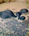 Calf and she elephant rescued from well9