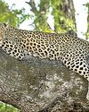 Leopards spotted inside Peradeniya University, safety notice issued3