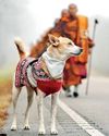 ARRIVAL OF ALOKA THE PEACE DOG46
