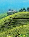 Tea prices edge higher in May Tea prices edge higher in May12