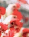 ஒரே நாளில் 8,000 கோழிகள் மரணம் ஒரே நாளில் 8,000 கோழிகள் மரணம்