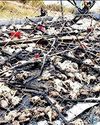 தீ விபத்தில் 7,000 கோழிகள் தீக்கிரை தீ விபத்தில் 7,000 கோழிகள் தீக்கிரை