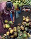 உஷ்ணத்தை தணிக்க பனை, நுங்கு அருந்தும் மக்கள் உஷ்ணத்தை தணிக்க பனை, நுங்கு அருந்தும் மக்கள்