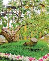 PM Narendra Modi to visit sacred Sri Maha Bodhi in Anuradhapura PM Narendra Modi to visit sacred Sri Maha Bodhi in Anuradhapura