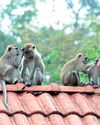 Let's lean on science always and certainly with monkeys too Let's lean on science always and certainly with monkeys too