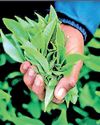 First quarter tea export dollar earnings hit 11-year high First quarter tea export dollar earnings hit 11-year high