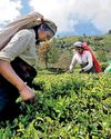 Tea industry in 1Q of 2025: An overview Tea industry in 1Q of 2025: An overview