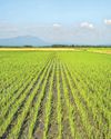 Global food price index remains stable in March Global food price index remains stable in March