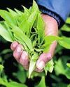 April tea crop reaches five-year high April tea crop reaches five-year high10