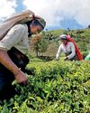 Rooted in resilience: Why Regenerative Agriculture is the future of Sri Lankan tea28