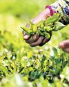 To save its famed tea, Sri Lanka must look to the soil Daily FT
