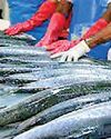 Seafood exporters say new US tariff still leaves Sri Lanka uncompetitive Daily FT