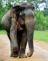 Nation that lets its elephants die has lost its soul Daily FT