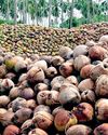 Reforming Sri Lanka’s coconut auction system: Call to empower growers and restore fairness31