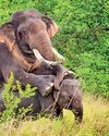 Vanishing giants: Why Sri Lanka must protect its last wild tuskers — before it's too late21
