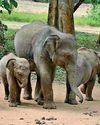 Nations Trust WNPS lecture on care and release of orphaned elephants19