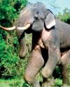 Lessons to be learnt from death of Bhathiya, the wild elephant23