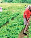 Roadmap for Sri Lanka’s regenerative future29