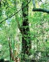 Exploration into Natural Intelligence of a rainforest Daily FT