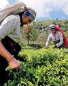 Dismantling the case against decent wages in tea plantations44