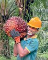 Smallholders locked out, imports locked in: The case to end Palm Oil ban47