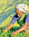 Tea export earnings rise to $1.29 b in first 10 months of 20250