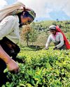 Unlocking wealth in tea sector35